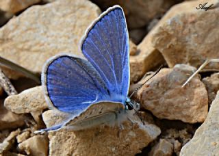okgzl Mavi (Polyommatus icarus)