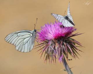 Al Beyaz (Aporia crataegi)