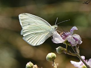 Kk Beyazmelek (Pieris rapae)