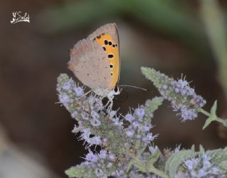 Benekli Bakr Gzeli (Lycaena phlaeas)