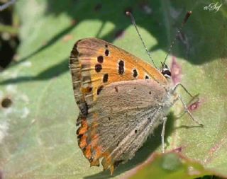 Benekli Bakr Gzeli (Lycaena phlaeas)