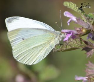 Kk Beyazmelek (Pieris rapae)