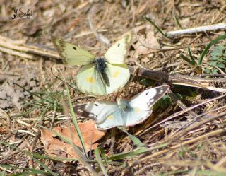 Gzel Azamet (Colias sareptensis)