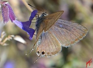 Lampides (Lampides boeticus)
