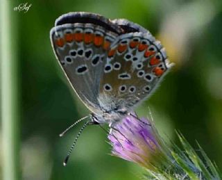 okgzl Esmer (Aricia agestis)