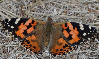Diken Kelebei (Vanessa cardui)
