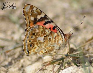 Diken Kelebei (Vanessa cardui)