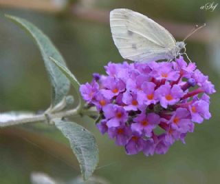 Kk Beyazmelek (Pieris rapae)