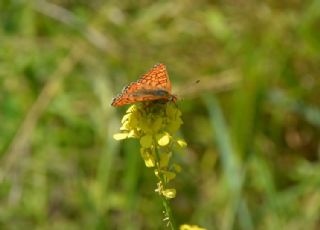 Nazuum (Euphydryas aurinia)
