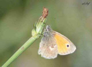 Kk Zpzp Perisi (Coenonympha pamphilus)