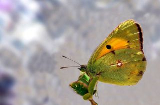 Sar Azamet (Colias croceus)