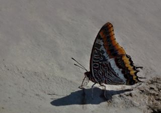 okgzl Mavi (Polyommatus icarus)