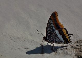 ift Kuyruklu Paa (Charaxes jasius )