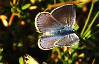 okgzl Mavi (Polyommatus icarus)