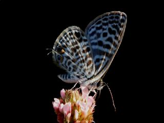 ift Kuyruklu Paa (Charaxes jasius )