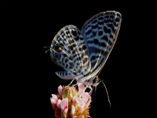 Mavi Zebra (Leptotes pirithous)