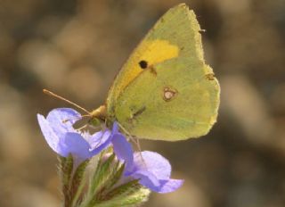 Sar Azamet (Colias croceus)