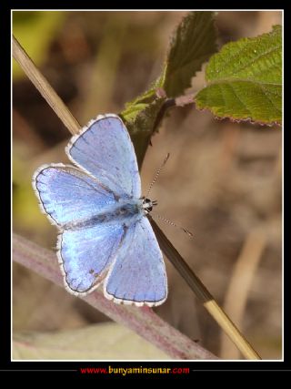 Sar Azamet (Colias croceus)