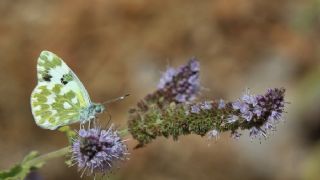 Yeni Beneklimelek (Pontia edusa)