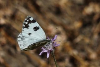Yeni Beneklimelek&nbsp;(Pontia&nbsp;edusa)