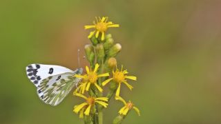 Kk Beneklimelek (Pontia chloridice)