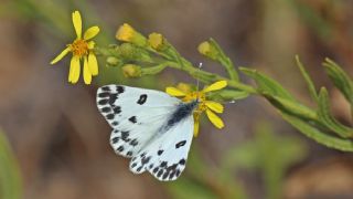 Kk Beneklimelek (Pontia chloridice)