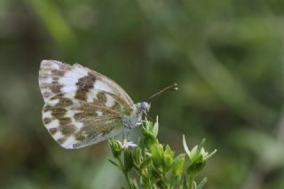 Yeni Beneklimelek (Pontia edusa)