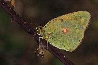 Sar� Azamet&nbsp;(Colias&nbsp;croceus)