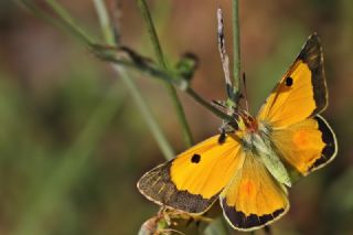 Sar Azamet (Colias croceus)