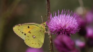 Sar Azamet (Colias croceus)