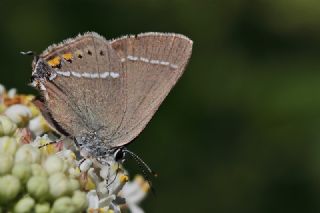 Gzel Sevbeni (Satyrium spini)