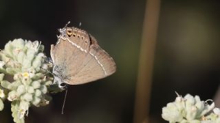 Gzel Sevbeni (Satyrium spini)