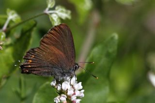 Byk Sevbeni (Satyrium ilicis)