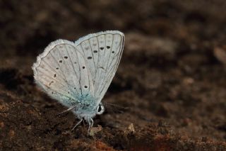 okgzl Dafnis (Polyommatus daphnis)
