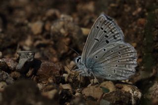 okgzl Dafnis (Polyommatus daphnis)