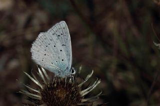 okgzl Dafnis (Polyommatus daphnis)