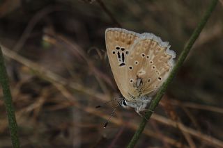 okgzl Dafnis (Polyommatus daphnis)