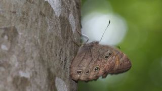 Aa Esmeri (Kirinia roxelana)