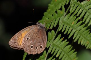 A�a� Esmeri&nbsp;(Kirinia&nbsp;roxelana)