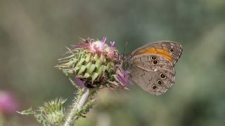 Aa Esmeri (Kirinia roxelana)