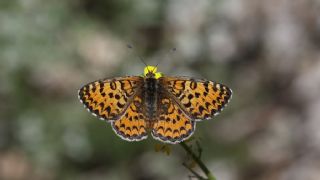 Gzel parhan (Melitaea trivia)