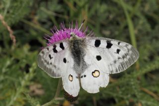 Apollo (Parnassius apollo)