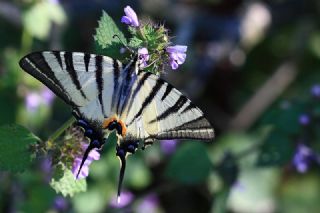 Erik Krlangkuyruk (Iphiclides podalirius)