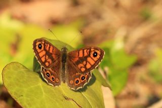 K���k Esmerboncuk&nbsp;(Lasiommata&nbsp;megera)