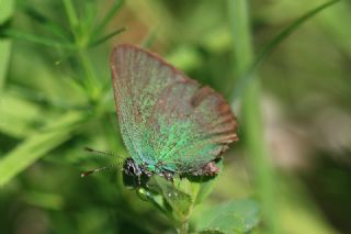 Z�mr�t&nbsp;(Callophrys&nbsp;rubi)