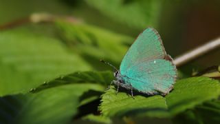 Z�mr�t&nbsp;(Callophrys&nbsp;rubi)