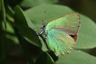 Z�mr�t&nbsp;(Callophrys&nbsp;rubi)