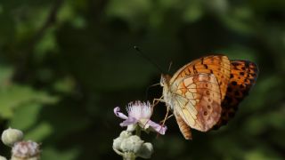 Brtlen Brentisi (Brenthis daphne)