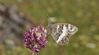 Kara Murat (Brintesia  circe)