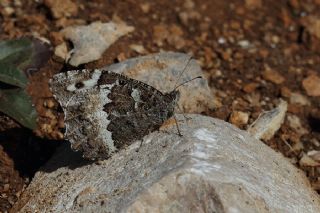 Kara Murat (Brintesia  circe)